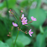 ハゼランの写真